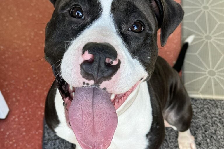 Cali is a 2-year-old Staffy x American Bulldog cross. She is full of energy and ready to find her forever home.