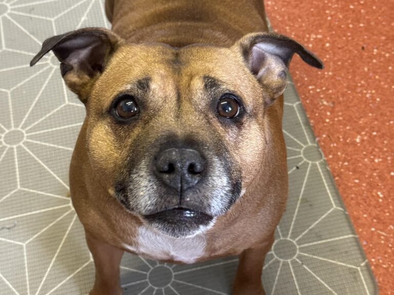 9-year-old Poppy is the "most perfect little Staffy princess you could meet". She has come into care due to her previous owner sadly passing away. Can you offer Poppy a new loving home?