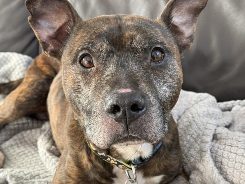 Billy is a beautiful, brindle staffy cross who really needs to find his 'people'. He's 10-years-young and would be excellent for a staffy-savvy home.