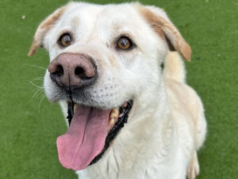 Retriever cross, Barney, is very friendly and loves "wiggling around with a teddy in his mouth". He "really is such a good boy who just needs someone to give him a chance".