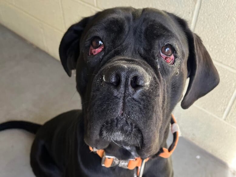 Olive is a super sweet, big, friendly, goofball of a Cane Corso. At 2-years-old, she has recently had surgery to correct her cherry eye. She is generally good with other dogs, but would be best as the only dog in her new forever home