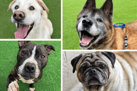 Could you offer one of these dogs a home?