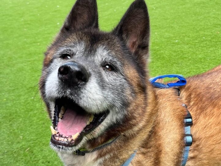 Hunter is said to be the "friendliest, happiest boy you could wish to meet". He is an 8-year-old Akita. He could be rehomed with a friendly female done (pending a meet and greet) and with children aged 10+. Could that be your family?