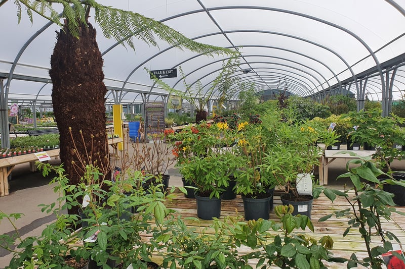 Blaise Plant Nursery in Blaise Plant Nursery, Kings Weston Rd, has a 4.8 rating on Google from 98 reviews.