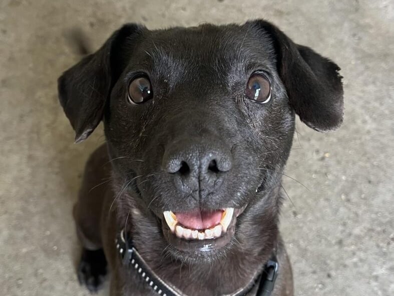 Benji the Patterdale is full of energy, even at 10-years-old. He would be best suited to a pet and child free home, but would be fine with sensible visiting children.