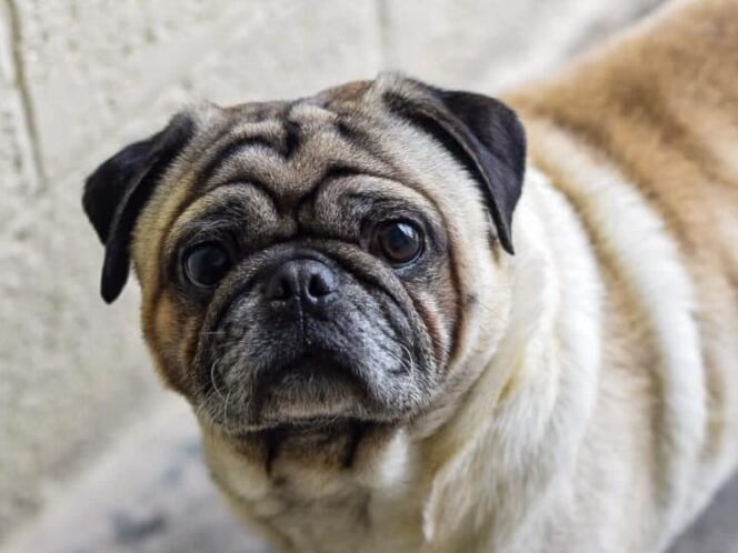 4-year-old Percy Pug is a little sweetheart. It is hoped he will find a home who know and love Pugs and their fabulous quirky personalities, but breed experience isn’t essential – a loving home is a must!