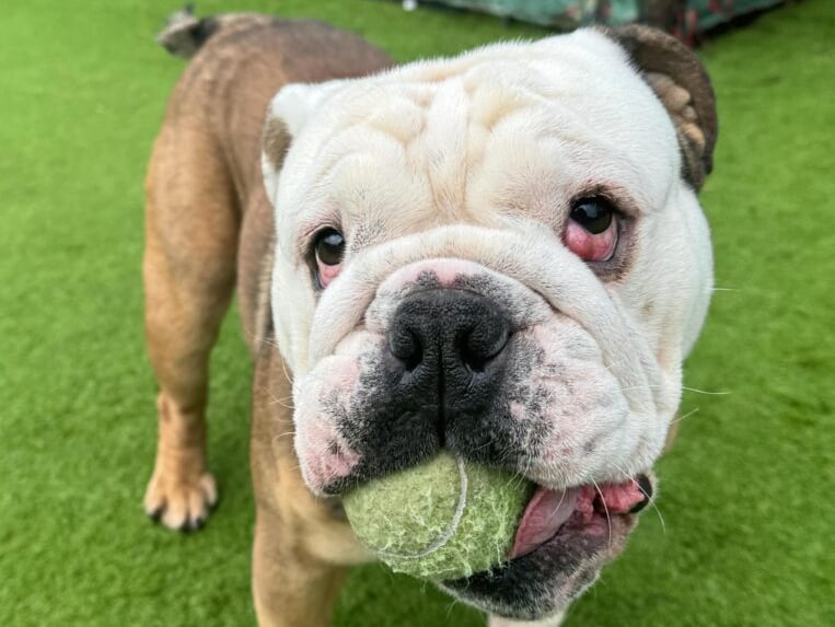 2-year-old George is looking for a forever home that knows and loves English Bulldogs. He loves to snuggle up all warm in his duvet and would suit a quiet, child-free home. *George will need be moving into a foster home shortly to recover from cherry eye surgery comfortably