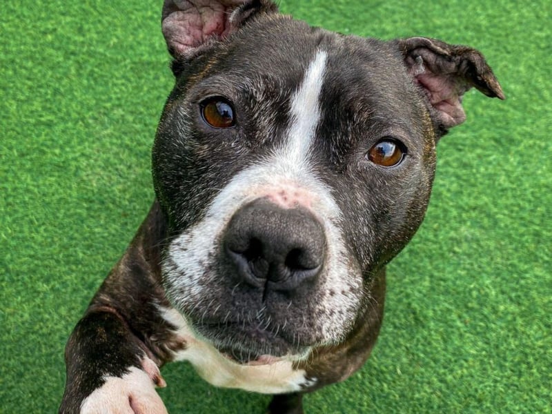 8-year-old staffy, Dyna, has sadly been returned to Helping Yorkshire Poundies after six years in an adoptive home, through absolutely no fault of her own. She is a lovely girl who needs a staffy loving home ASAP.