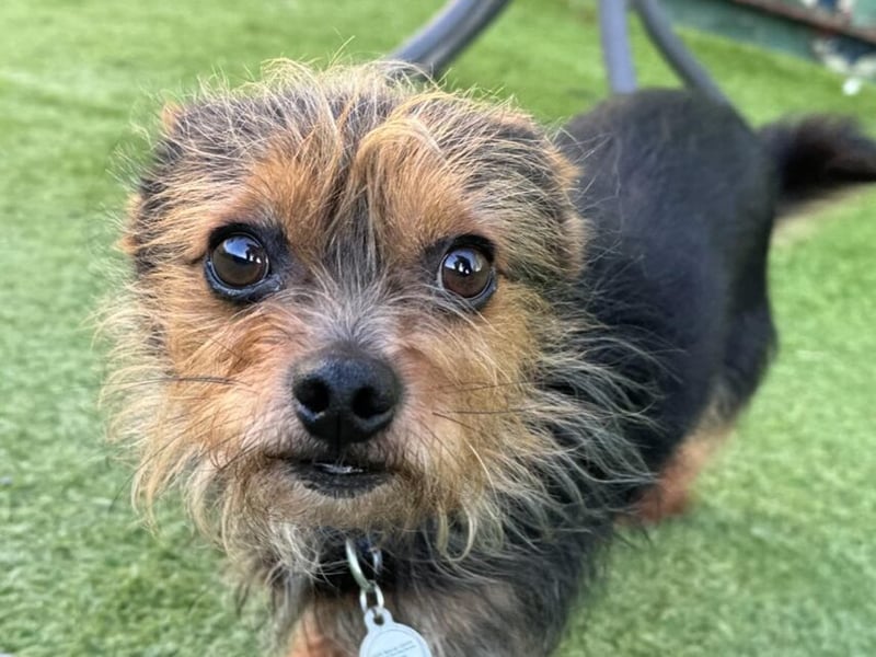 Yorkire cross, Mark, is roughly 4 to 5-years-old. He is doing really well in his foster home and is getting along with the two dogs he currently lives with. He is a happy little chappy who is ready to be adopted.