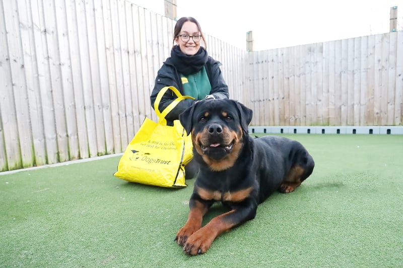 In February, more than 40 dogs have left the centre to start their new lives. They include Goldie, a beautiful one-year-old Rottweiler.