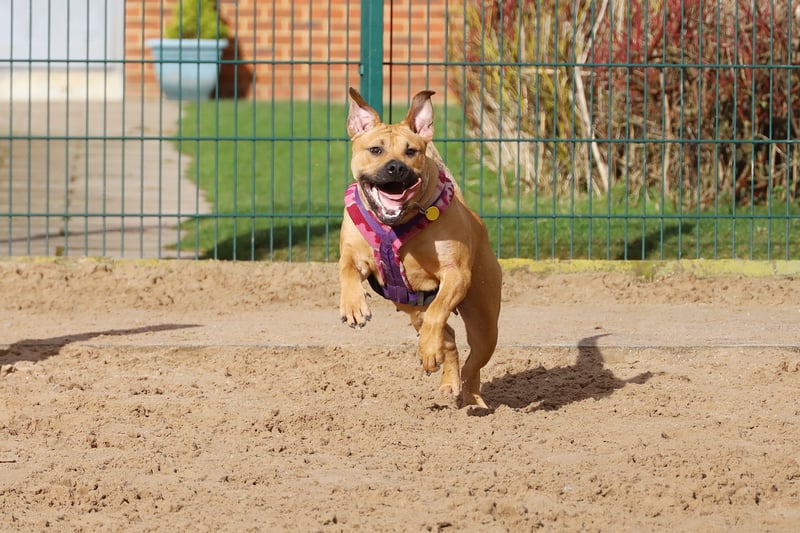 Nine-month-old Lexi is a Bulldog Crossbreed who is looking for dedicated adult adopters who are keen to help with her training. She is full of potential and just needs humans to let her flourish.