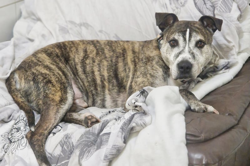 Aussie is a seven-year-old Staffy Cross who forms strong bonds with his favourite people. He can be nervous of other dogs so would need to be walked in quieter areas. He has been doing well in his training and is adored by his handlers.