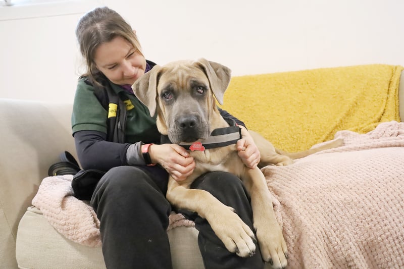 Six-month-old Humphrey is a Mastiff Crossbreed who arrived at the centre with a condition called 'Cherry Eye'. This has since been successfully operated on. He is currently reserved while he gets to know his new family better.