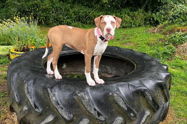 Rain Rescue is ‘thrilled’ to launch a secure agility field for XL Bullies after ‘detailed discussions with our insurance’ following the ban.
