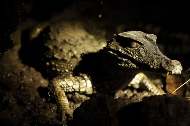 A Cuvier's dwarf caiman (Paleosuchus palpebrosus) is seen on the Tiputini river, in the Yasuni National Park, Orellana province, Ecuador, on November 11, 2012. (Photo by PABLO COZZAGLIO/AFP via Getty Images)