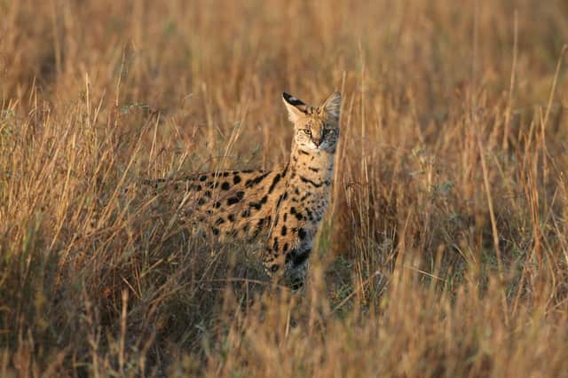 A Serval walks through grassland on December 12, 2007 in the Masai Mara Game Reserve, Kenya.  (Photo by Dan Kitwood/Getty Images)