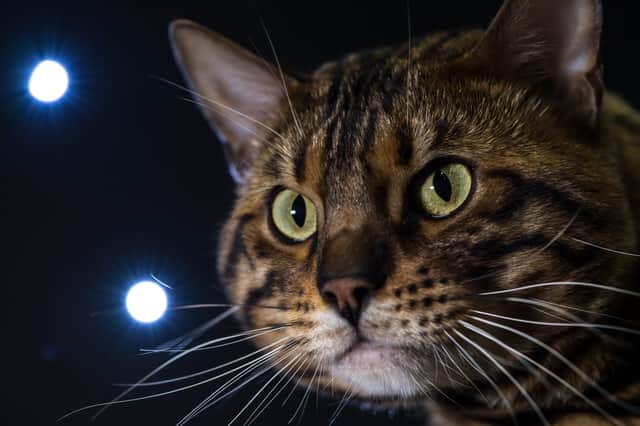 BIRMINGHAM, ENGLAND - OCTOBER 28:  Bengal cat, Prince Loaki, is pictured in his cage during the Supreme Cat Show on October 28, 2017 in Birmingham, England.  (Photo by Chris J Ratcliffe/Getty Images)