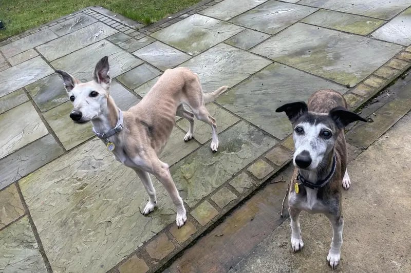 Wendy is a 12 year old Whippet looking for a home with Tommy. They would love their own secure garden, which will need high fencing as Tommy has jumped over 4ft fencing. They have always been used to sleeping in the bedroom so would love adopters who are comfortable to continue this. They can live with children over 8 years and will need to be the only dogs in the home. They will also need a cat free home. They can be left for short periods once settled. Wendy can have accidents in the home when settling in so adopters will need to be comfortable with this.