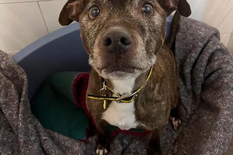 This amazing old but gold boy is Loki is an 11 year old male staffy who came to us due to a change in his owners circumstances. He is house trained, can be left up to 4 hours and travels well in the car. Loki walks lovely on lead and is happy to walk with quiet friendly dogs but has not lived with another dog before and enjoys a cosy quiet home.