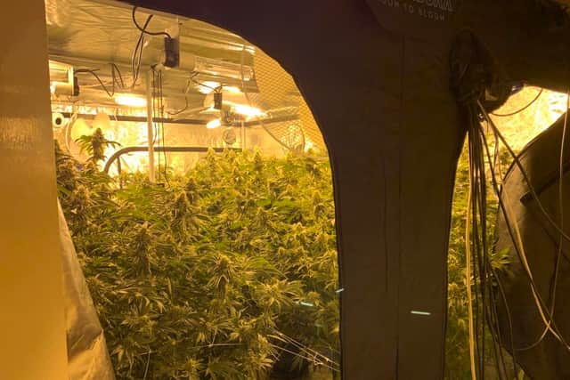 Cannabis plants worth £4,000 were found by police in Sheffield (Photo: South Yorkshire Police)