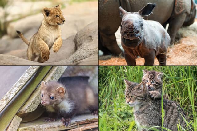 The Scottish Wildcat is among the world's cutest baby animals alongside the likes of the Pine Marten. Images: Getty/Adobe Stock