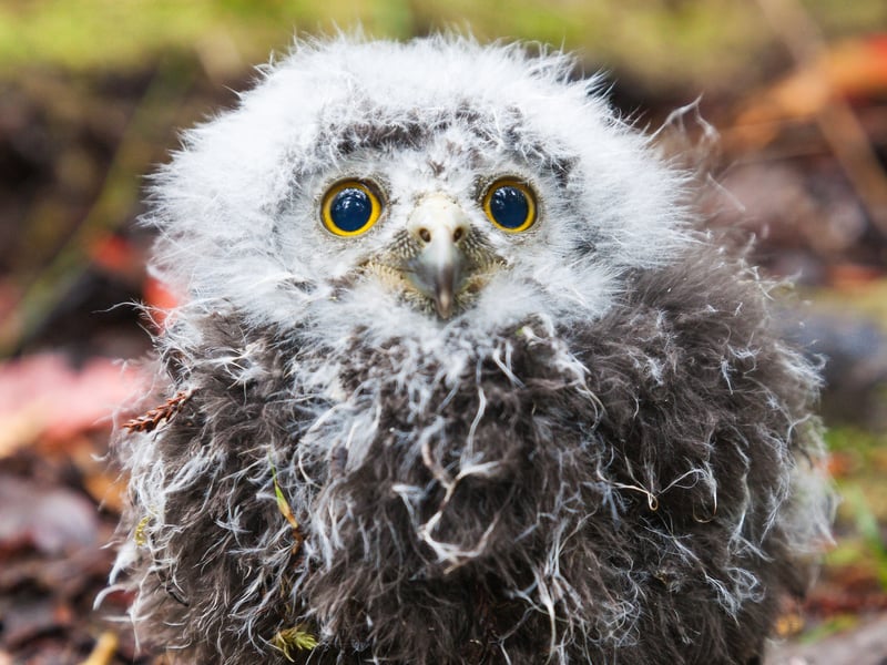 Coming in second is the Morepork from New Zealand, Named for its “more-pork” call, its fluffy head and large eyes are among the reasons it plays a large role in native Māori folklore.