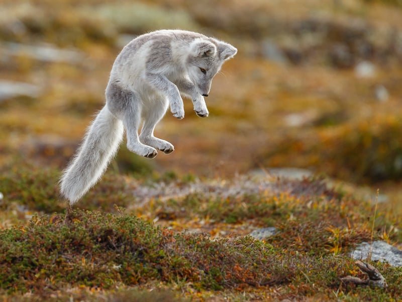 Another captivatingly cute animal with a cheeky appearance that draws you in is the Arctic Fox . Like the Irish Hare its coat colour changes depending on the season. 
