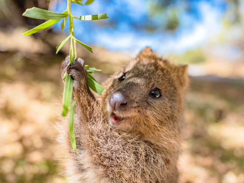 Coming from Australia, the Quokka is an online favourite animal coming in at fourth place. 
