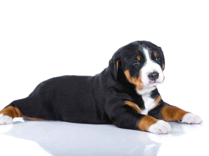 The Swiss Mountain Dog, also known as Sennenhunds, is among the world’s cutest animals. 

