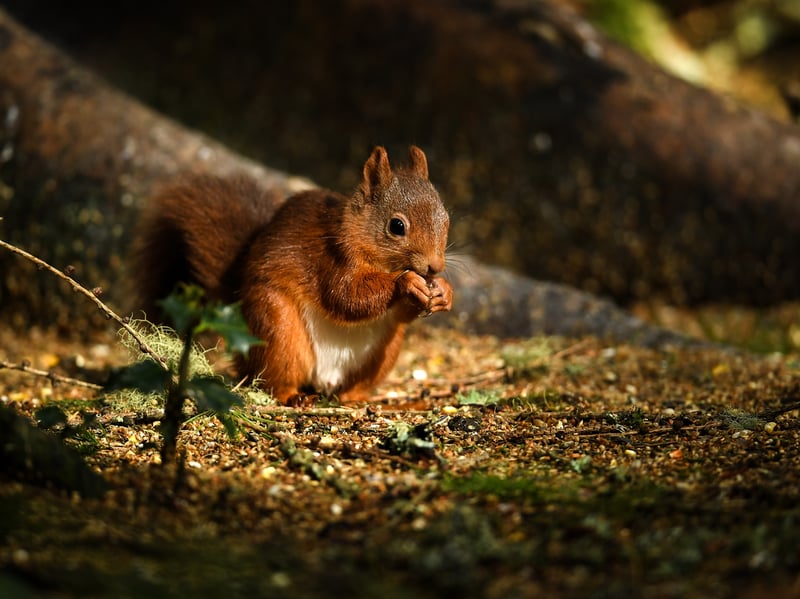 Also coming in at number 13 is the red squirrel, which can be found around the UK. 
