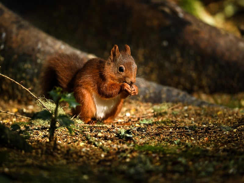 Also coming in at number 13 is the red squirrel, which can be found around the UK.