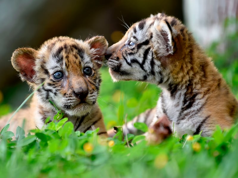Another big cat joining the competition for the world’s cutest animals is the Bengal Tiger.