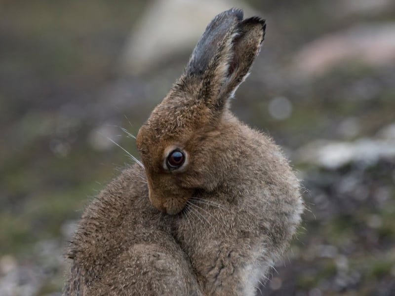 One of two Irish species on this list, the Irish Hare is another of the world’s cutest animals with its fur which changes colour in the winter. 
