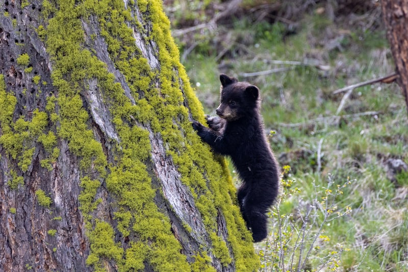 Cute but deadly, the American Black Bear rounds up the world’s cutest baby animals with their cuddly appearance. 

