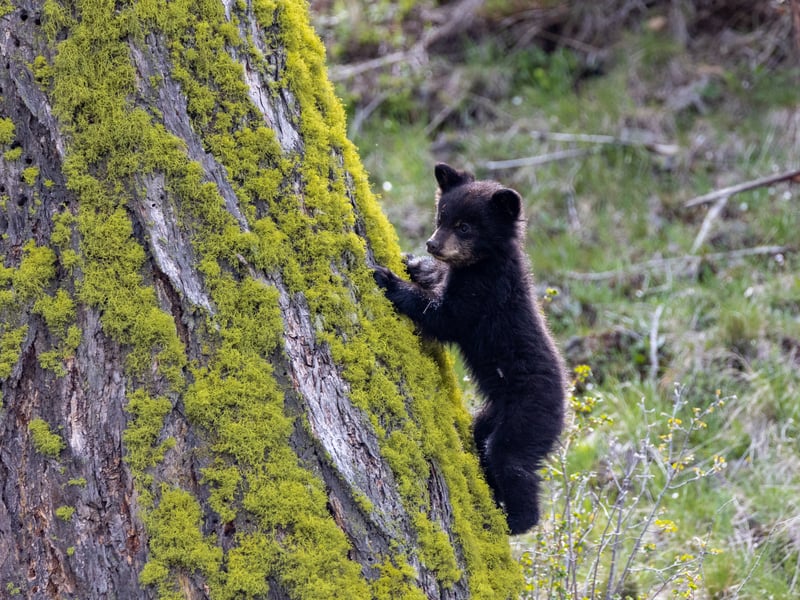 Cute but deadly, the American Black Bear rounds up the world’s cutest baby animals with their cuddly appearance.