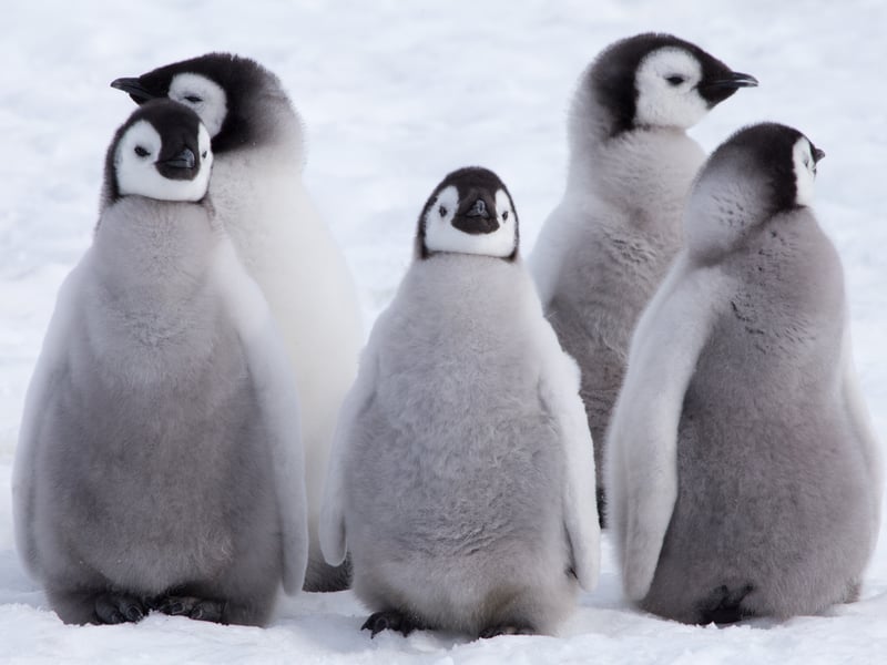 In joint thirteenth spot are Emperor penguin chicks, with their black and white fluffy bodies. 

