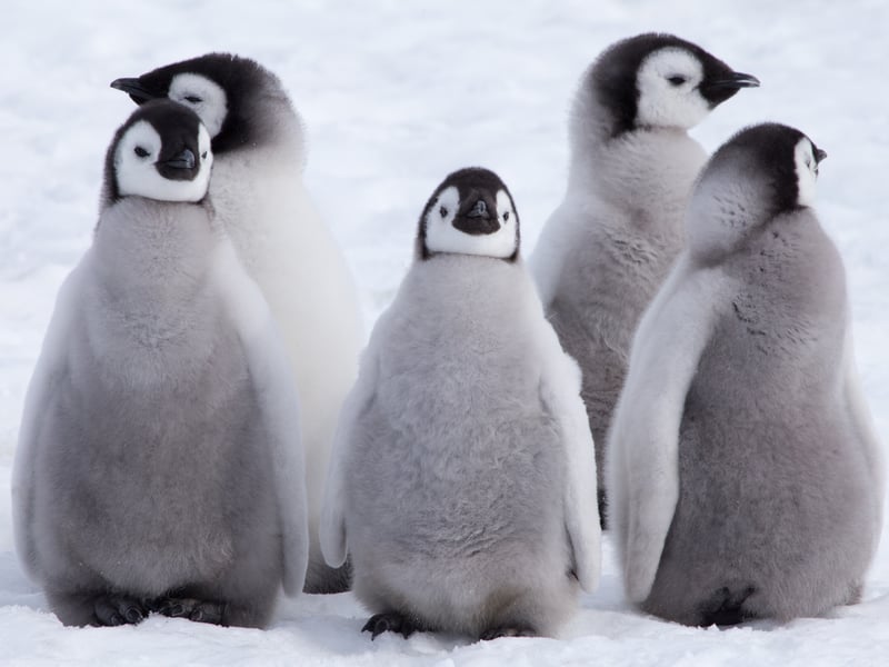 In joint thirteenth spot are Emperor penguin chicks, with their black and white fluffy bodies.
