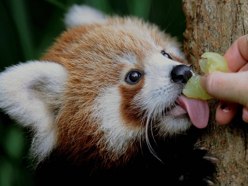 Another endangered species, the Red Panda is the world’s eleventh cutest baby animal with its distinctive colouring and markings.