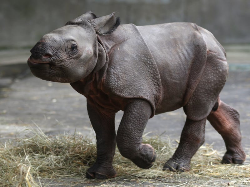 With its armour-like looks, the endangered Indian Rhinoceros is the world’s cutest baby animal. 
