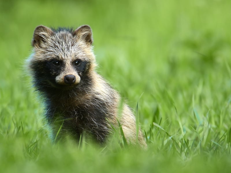 The Tanuki, or Japanese Racoon Dog, are another addition to the list with a reputation for mischief as well as the ability to shapeshift, according to Japanese folklore.