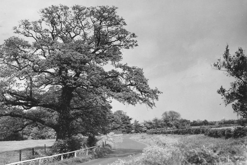 The old Oak on Village Lane pictured in May 1950.