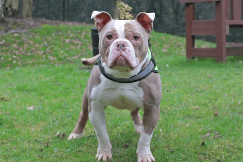 Hunter is an American Bulldog cross who loves to make new friends with people. He needs to be the only dog in the home and any children in the family will need to be over the age of 10. He appears to be house trained. 