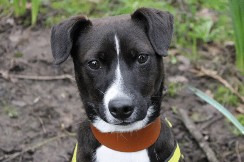 Pedro is an eight month old Jack Russell cross who is very active. He is looking for a home as the only pet and where any children are of high school age. He has very high energy levels and his family will need to match them. He is house trained and can be left alone for up to two hours.