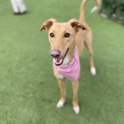 11-month-old Peaches has come from a much loved home – sadly the family felt they were unable to manage her energy levels as well as a young child. Thornberry would love this Lurcher to return to a loving family home ASAP - she is very friendly, very fast, and loves to "zoomy". Peaches would benefit from ongoing training and loves to play with other similar sized dogs with a similar playstyle - although can lack manners initially, she is still learning! She could live with children 8+ in a home who have time to manage children and a bouncy girl.