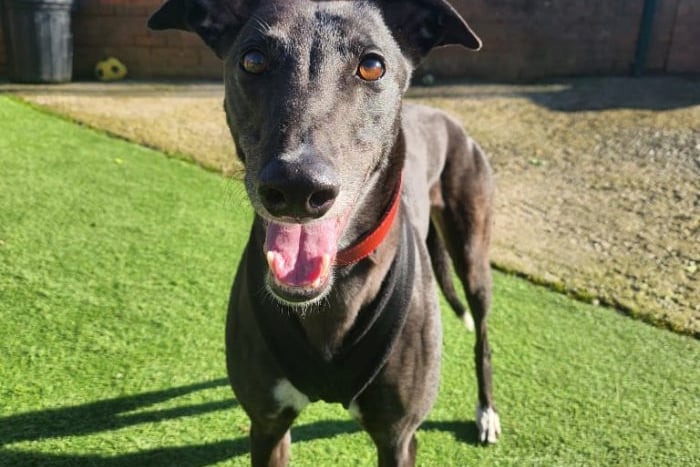 Ex-racing Greyhound Rue would benefit from a home with a large garden as she is often seen sunbathing in the shelter's outdoor areas. She could potentially live with other sighthounds dependent on a successful dog introduction at Thornberry.