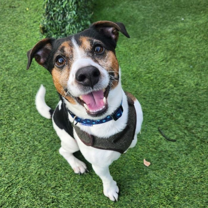 Brilliant Buddy is relatively new to Thornberry and is now ready for his new home. Buddy, a Jack Russell Terrier, will require some further basic training including house training and therefore a garden is essential for his adoption. The 5-year-old could live potentially live with another well mannered adult dog however this is not essential but would benefit from walking/ play friends. Buddy could be rehomed with children aged 12+.