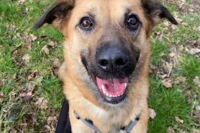 Roxy the Shepherd cross is estimated to be two years old. She is new to Thornberry and still under assessment. Roxy is coming out of her shell more and more each day – she has a gentle temperament and enjoys to be with her favourite carers. She is not very tactile but loves to sit by your side. Roxy will need some on going confidence building when in her new home, a real sweetheart who has huge potential.