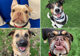  Can you offer one of these dogs a home?