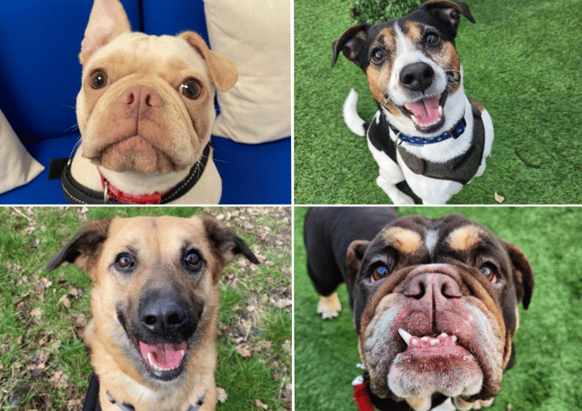  Can you offer one of these dogs a home?