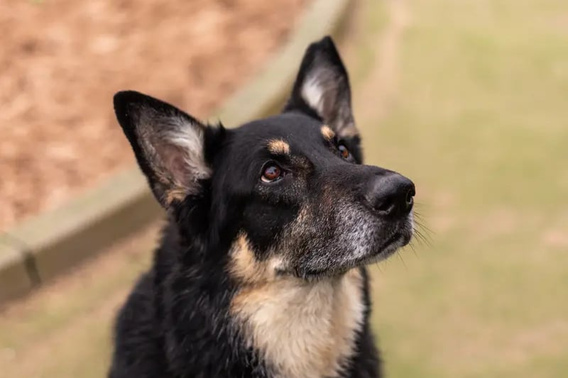 Skye does have ongoing medical and is looking for a low activity household that are happy to take her out for short easy walks. When not out on a walk she loves being in the garden, playing with her toys and sunbathing away so her new home will need to have a secure garden that she can call her own and relax in. Skye would like to be the only dog in the home but is able to meet dogs out and about. She cannot live with cats. The home should be able to separate her from the front door as she can get a bit overexcited with visitors and she can live with secondary school children. Skye is currently enjoying the comforts of a foster home and is not at the centre – if you would like any more information on this gorgeous girl please favourite her on application.